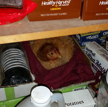 Pantry Broody Hen