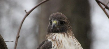 Our Redtail Visitor