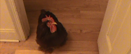 Reason #6 House Chickens Are Not For Everyone