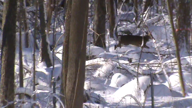 Snowy Morning Deer Chase – The Rut is On!