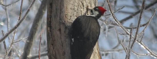 Our Pileated Woodepecker after the Ice Storm