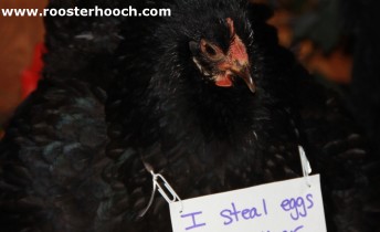 Public Poultry Shaming: When a Good Egg Goes Bad