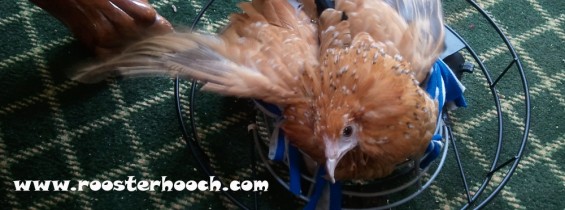 Blue the Differently-abled Chicken