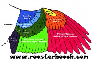 BirdWingDiagramLabeled(Web)2(RH)